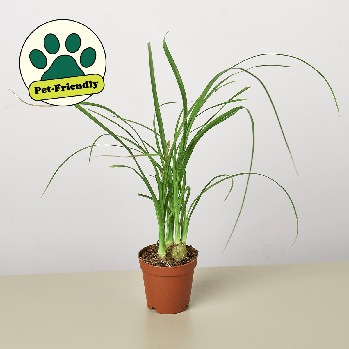 Palm Ponytail - BetterGrow Hydro