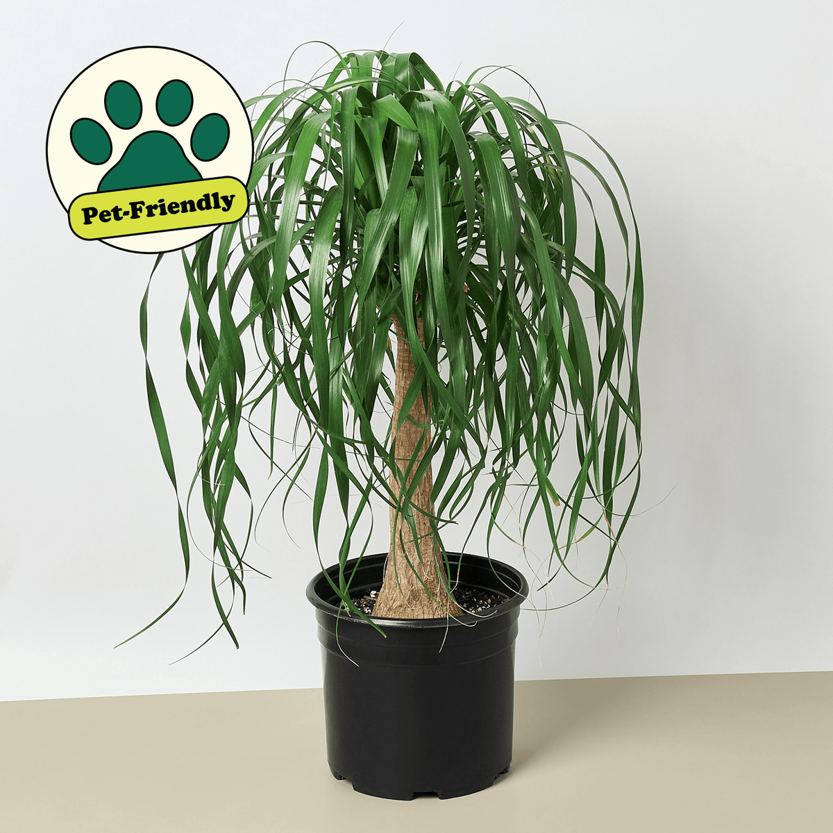 Palm 'Ponytail' - In 10" Pot - BetterGrow Hydro