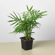 Parlor Palm - BetterGrow Hydro