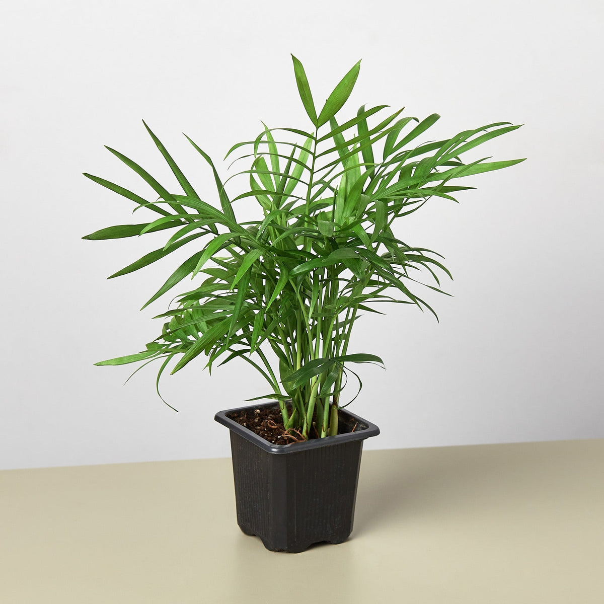 Parlor Palm - BetterGrow Hydro