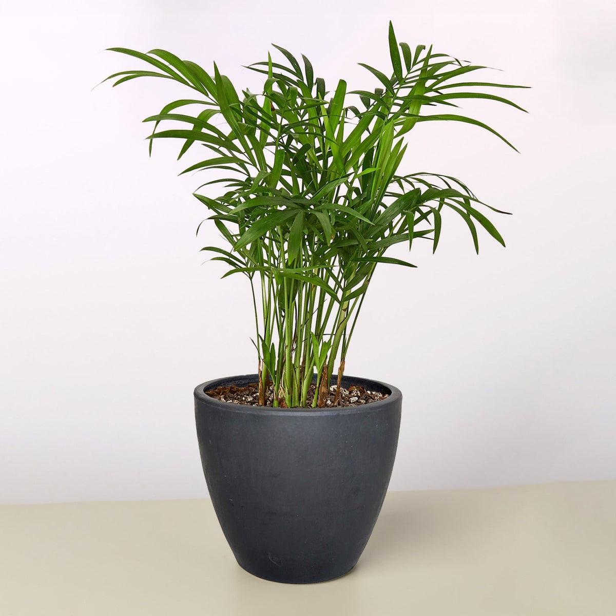 Parlor Palm - BetterGrow Hydro
