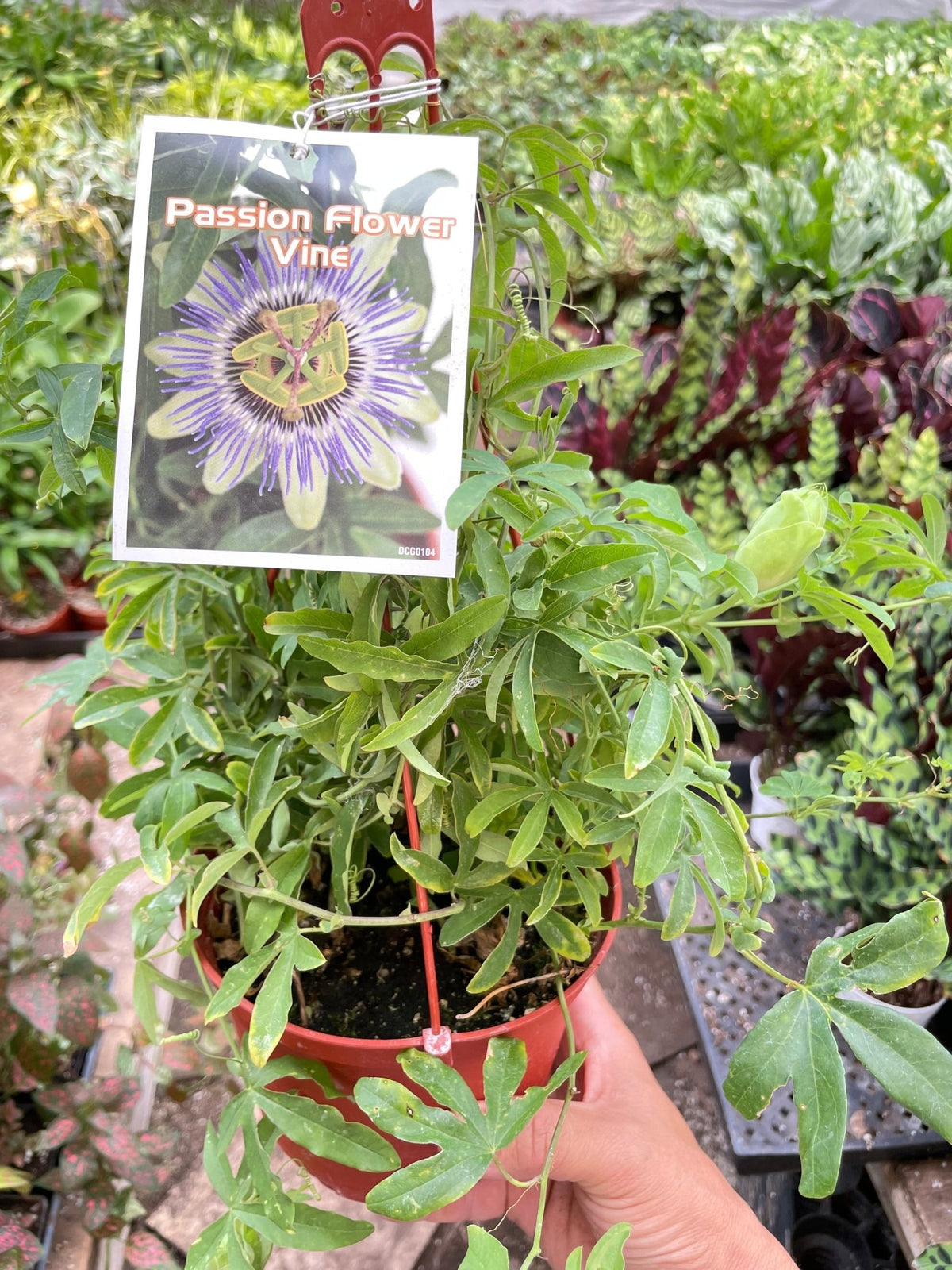 Passion Flower (Maracuya, Granadilla) - BetterGrow Hydro