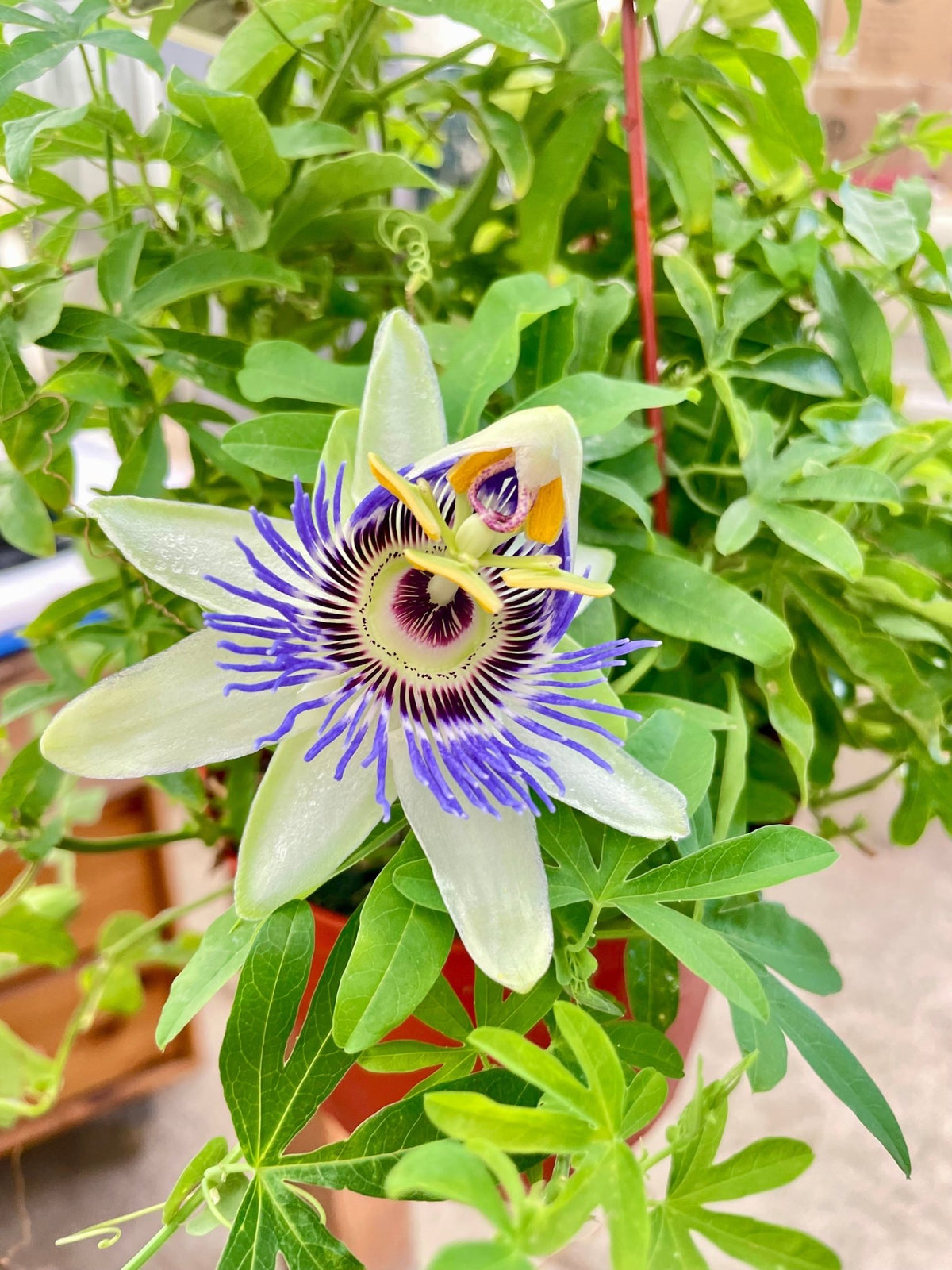 Passion Flower (Maracuya, Granadilla) - BetterGrow Hydro