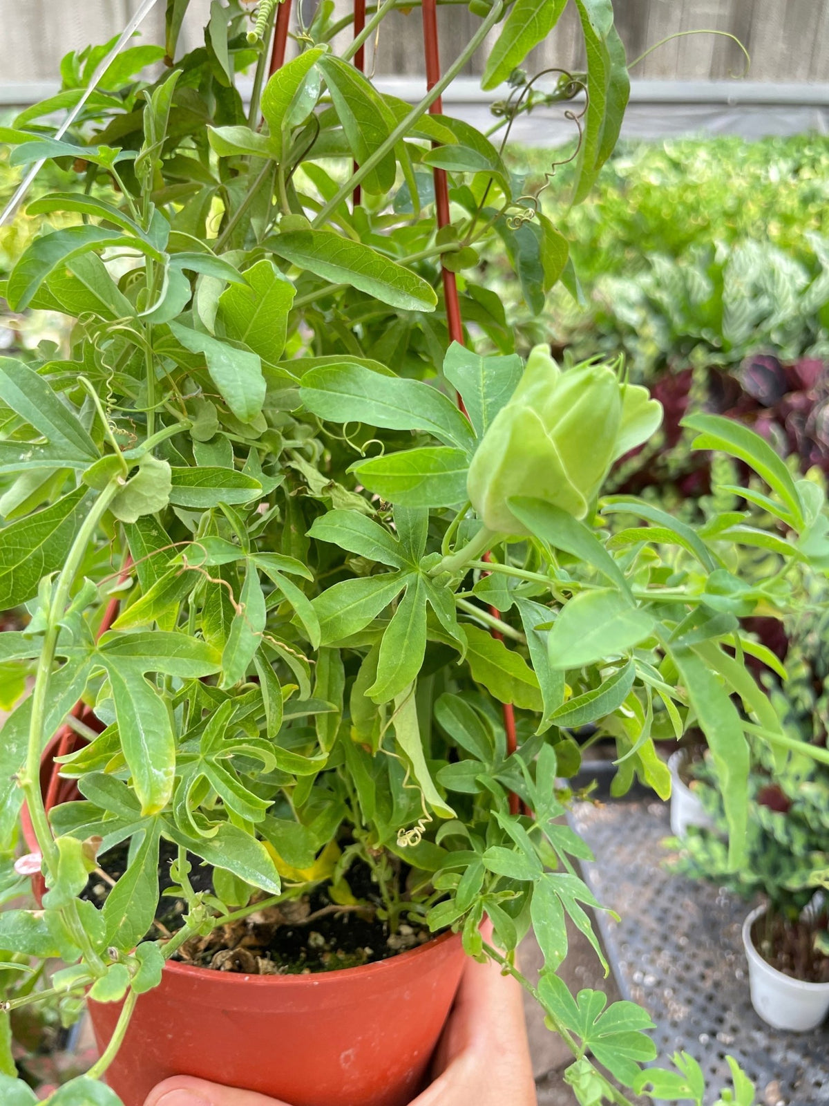 Passion Flower (Maracuya, Granadilla) - BetterGrow Hydro