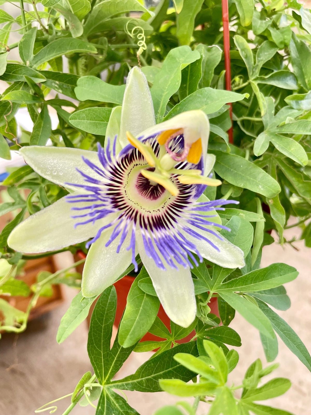 Passion Flower (Maracuya, Granadilla) - BetterGrow Hydro