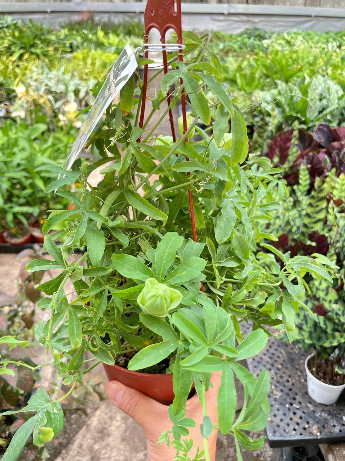 Passion Flower (Maracuya, Granadilla) - BetterGrow Hydro