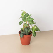 Pellionia Daveanna - 4" Pot - BetterGrow Hydro