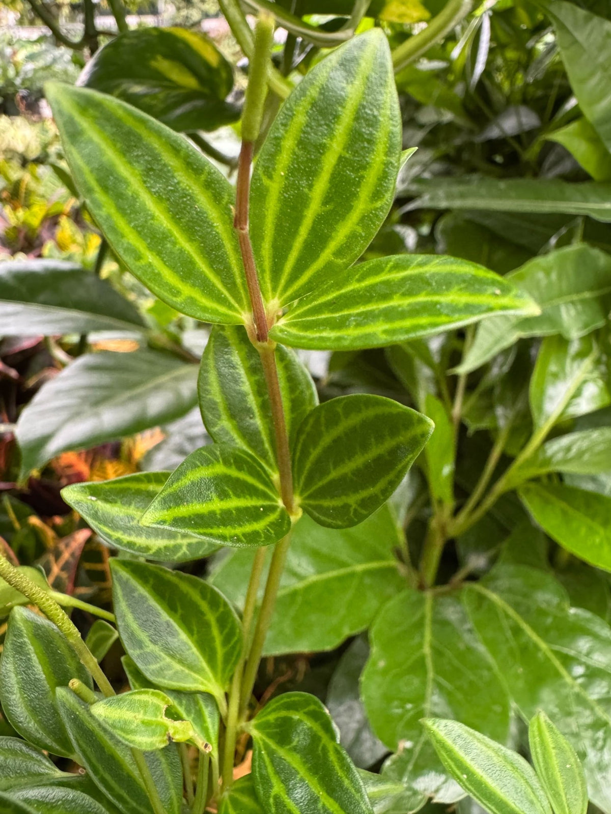 Peperomia 'Angulata' - BetterGrow Hydro