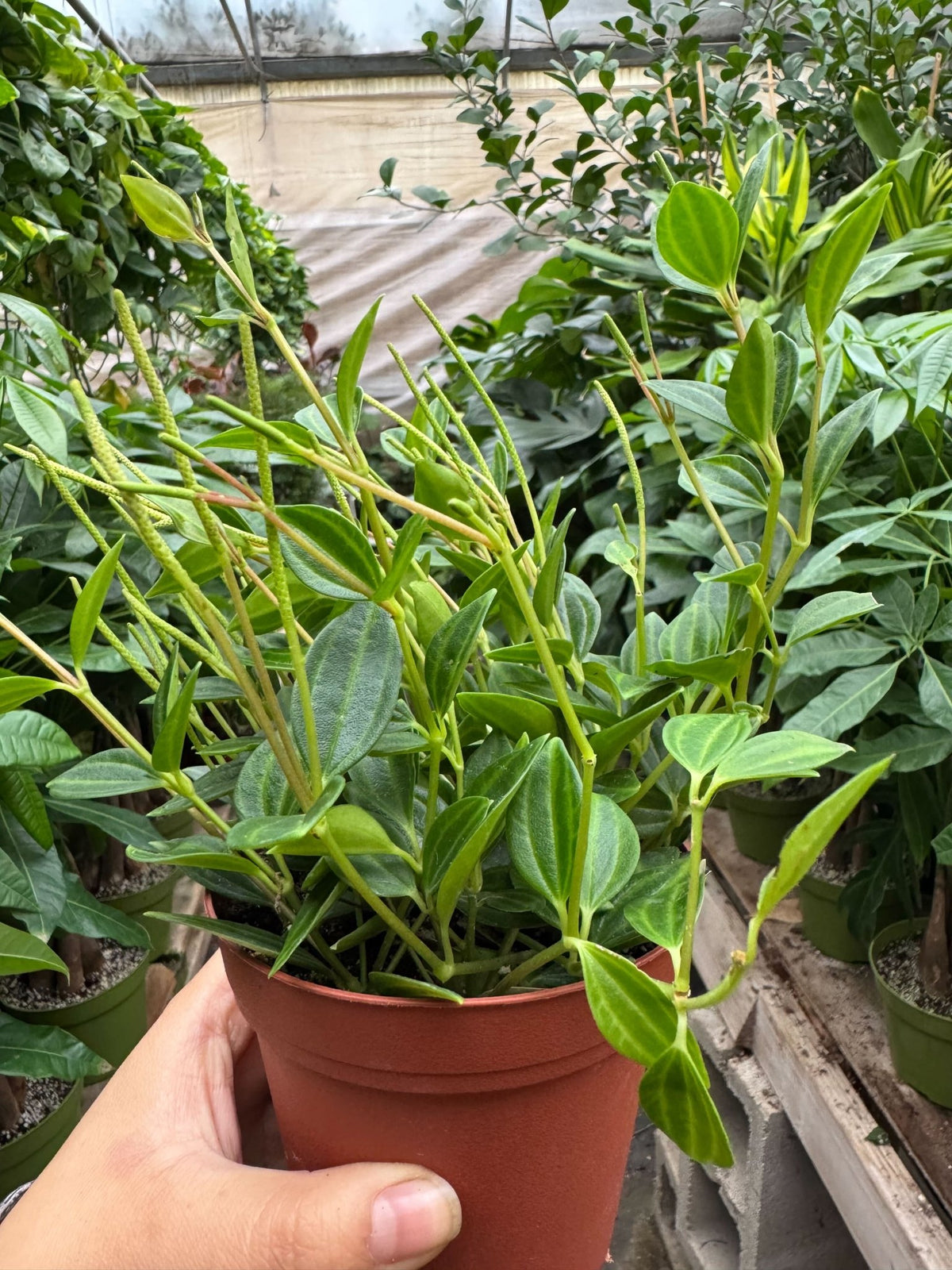 Peperomia 'Angulata' - BetterGrow Hydro