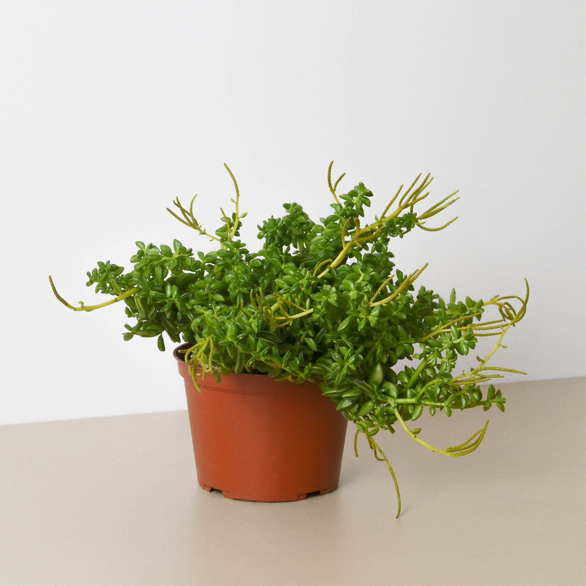 Peperomia 'Axillaris' - BetterGrow Hydro