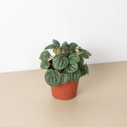 Peperomia 'Burbella' - BetterGrow Hydro