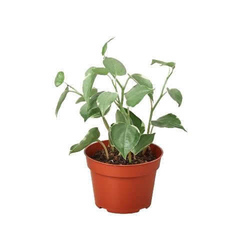 Peperomia 'Cupid' - BetterGrow Hydro