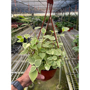 Peperomia 'Cupid' - BetterGrow Hydro