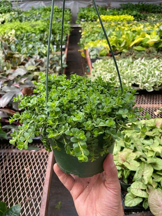 Peperomia Deppeana - BetterGrow Hydro