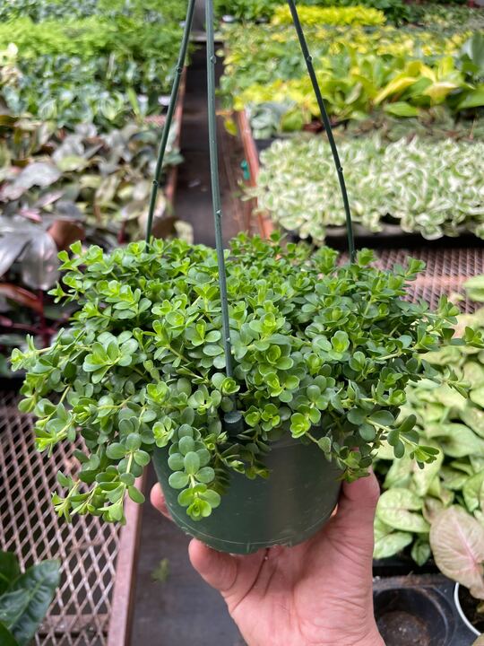 Peperomia Deppeana - BetterGrow Hydro