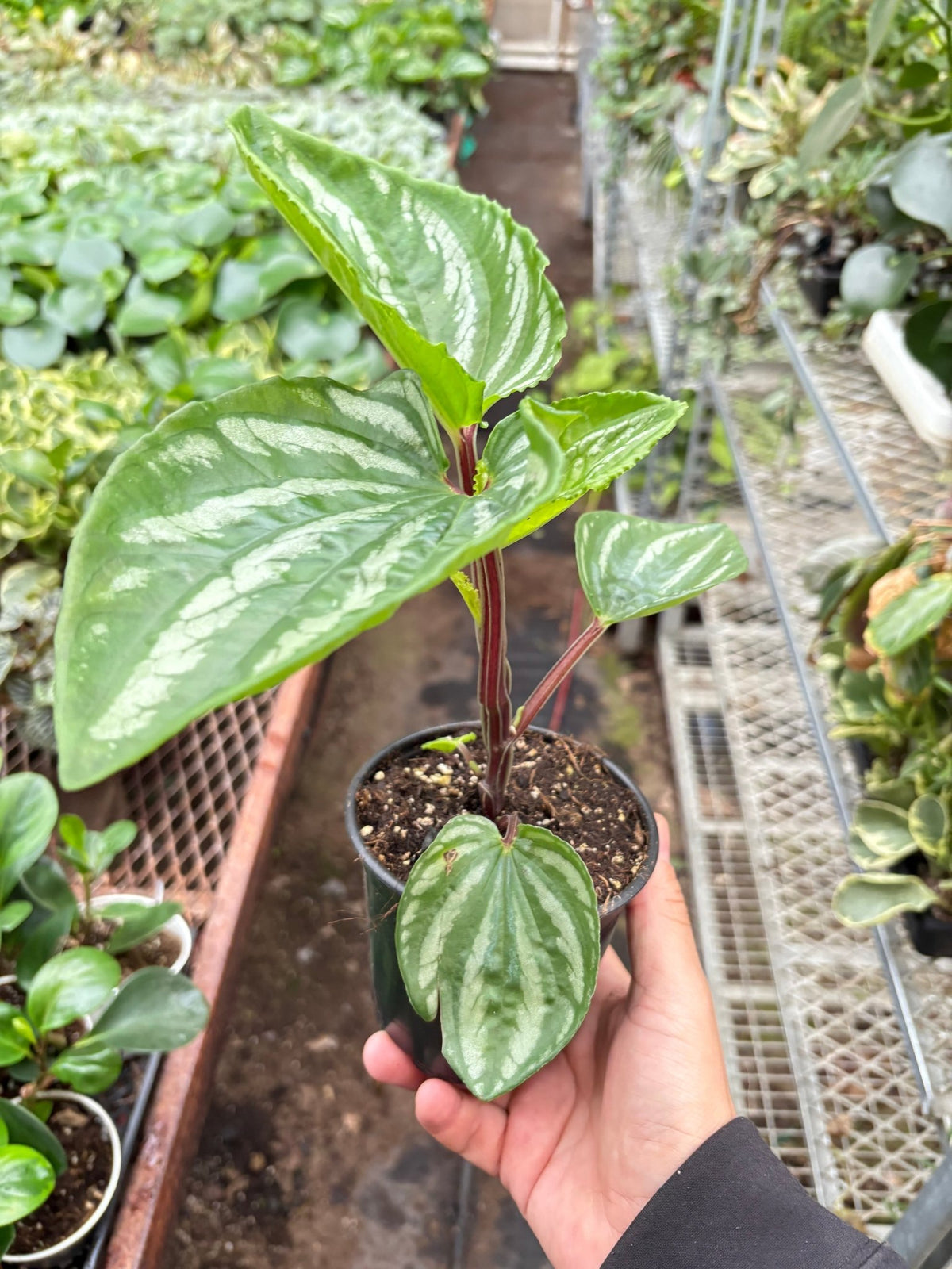 Peperomia Ecuador - BetterGrow Hydro