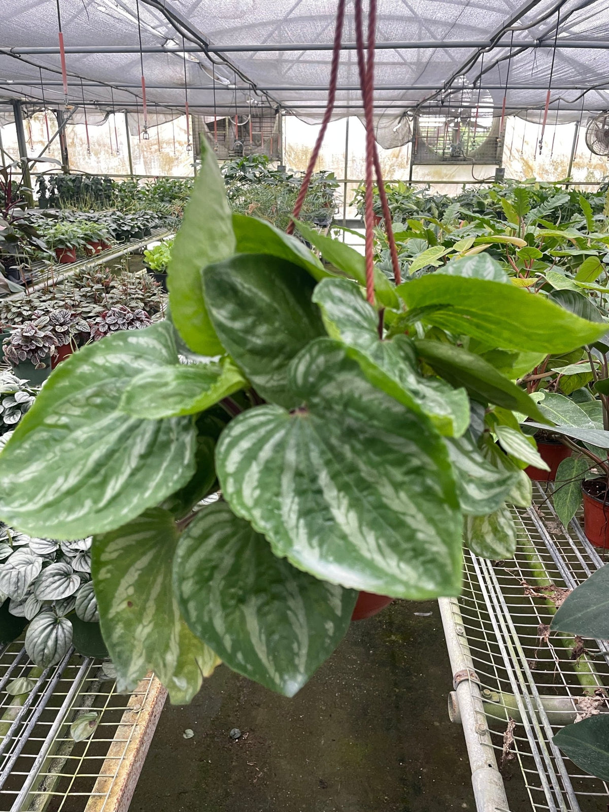 Peperomia Ecuador - BetterGrow Hydro