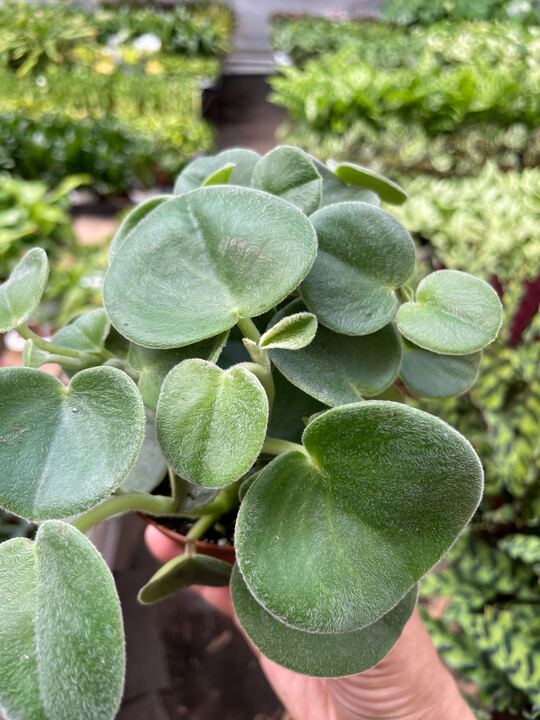 Peperomia 'Felted' - BetterGrow Hydro