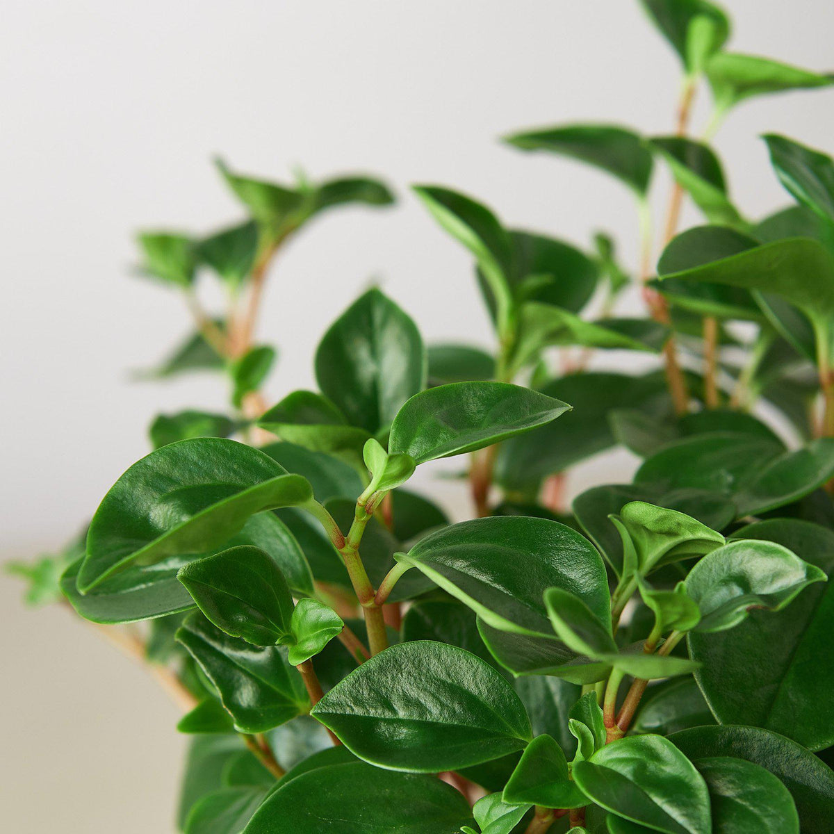 Peperomia 'Glabella' - BetterGrow Hydro
