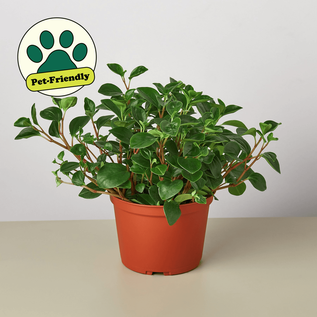 Peperomia 'Glabella' - BetterGrow Hydro