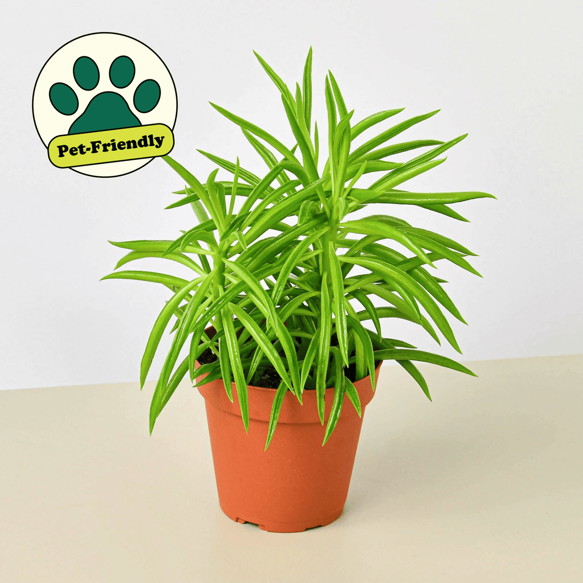 Peperomia 'Green Bean' - BetterGrow Hydro