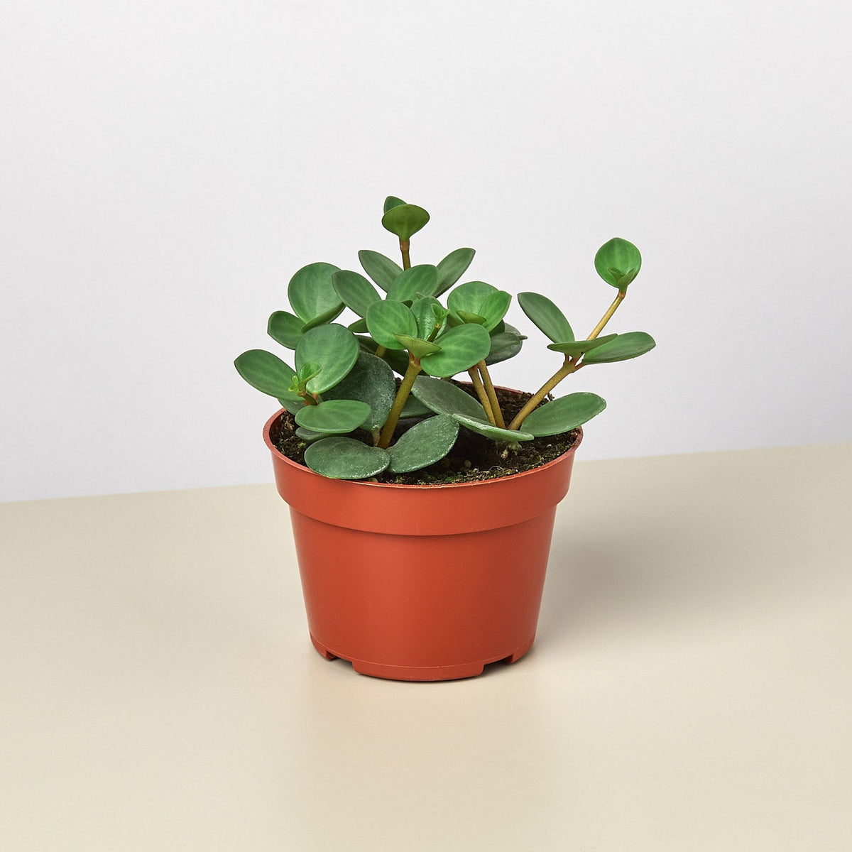 Peperomia 'Hope' - BetterGrow Hydro