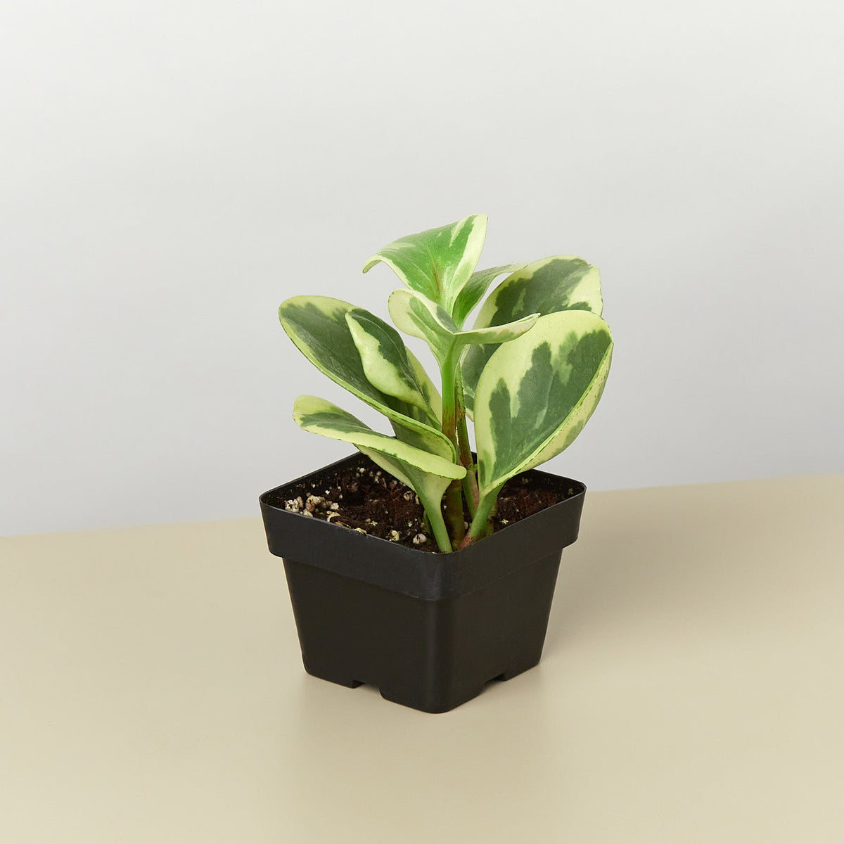 Peperomia 'Marble' - BetterGrow Hydro