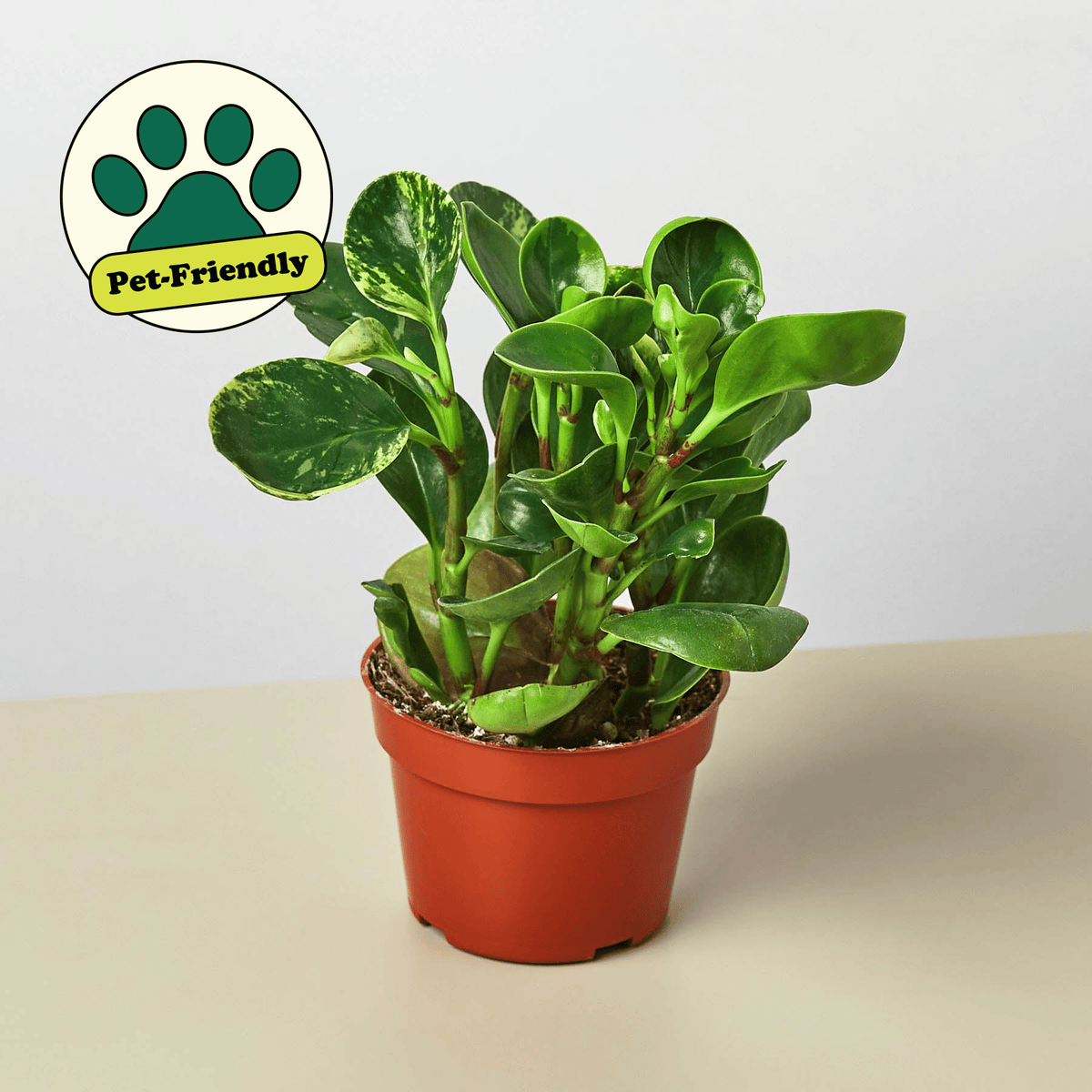 Peperomia 'Marble' - BetterGrow Hydro