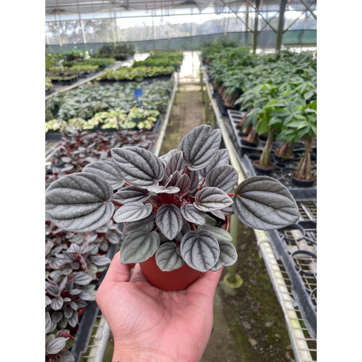 Peperomia 'Mendoza' - BetterGrow Hydro