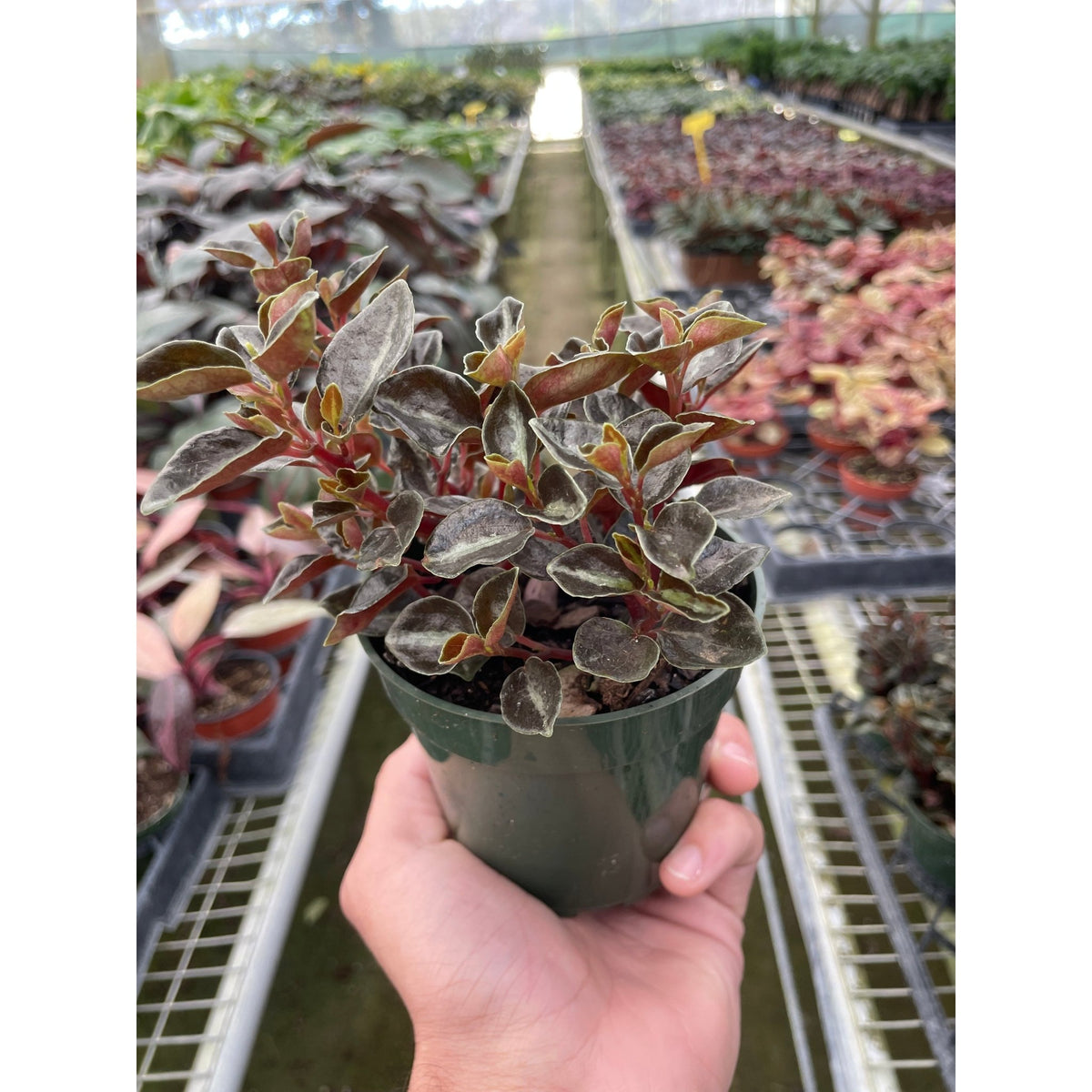 Peperomia 'Metallica' - BetterGrow Hydro