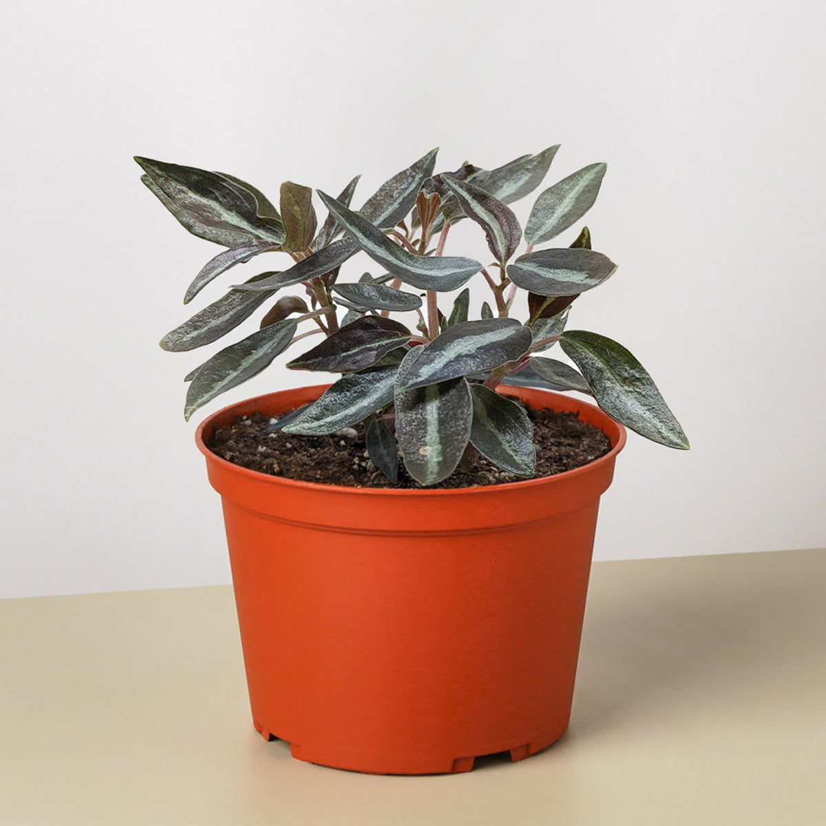 Peperomia 'Metallica' - BetterGrow Hydro