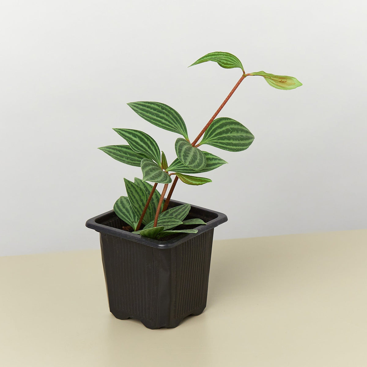 Peperomia 'Parallel' - BetterGrow Hydro