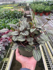 Peperomia 'Picollo Banda' - BetterGrow Hydro