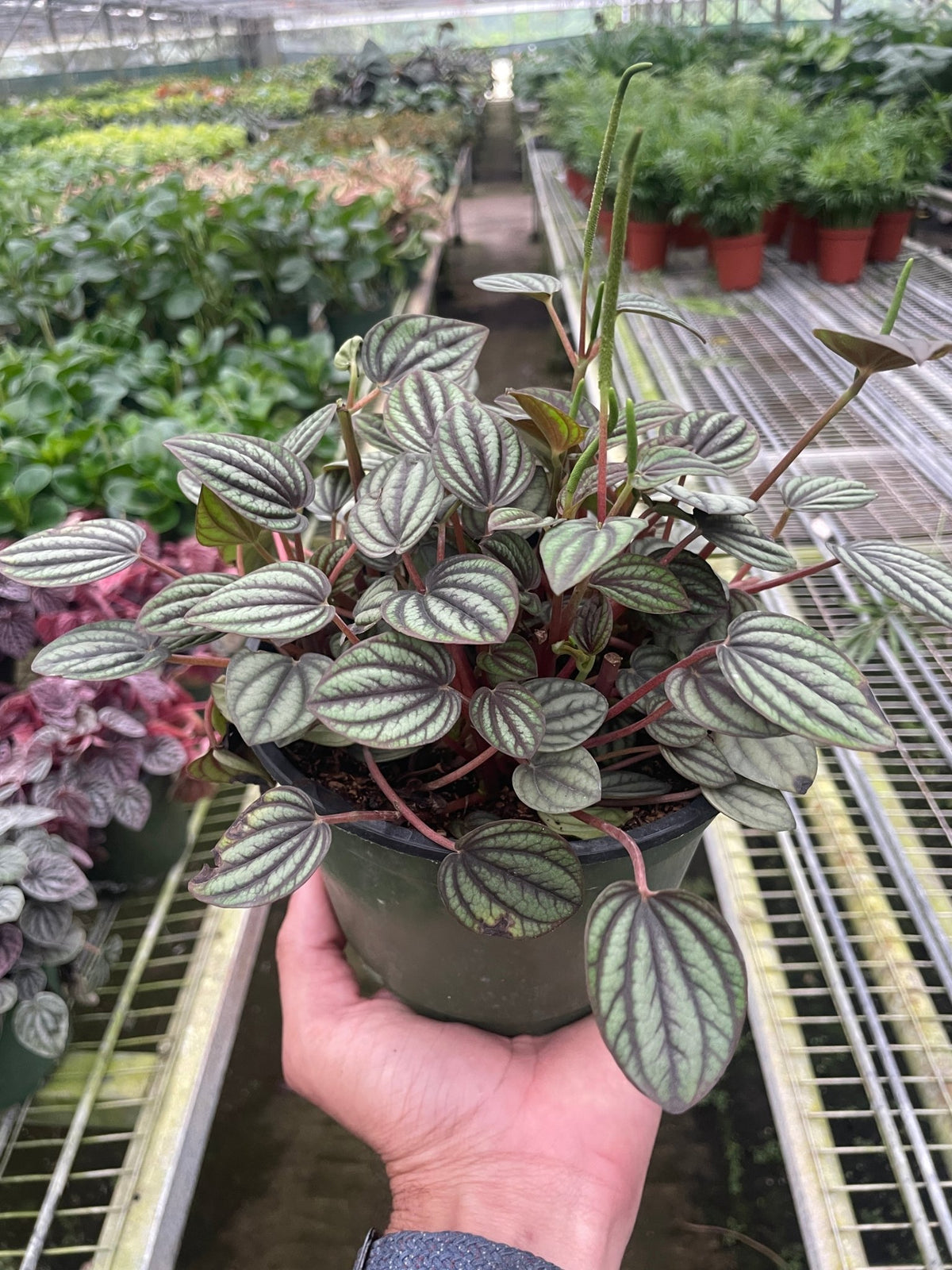 Peperomia 'Picollo Banda' - BetterGrow Hydro
