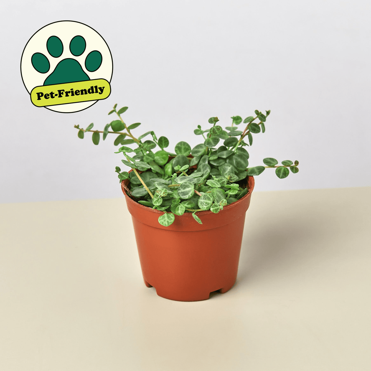 Peperomia Prostrata 'String of Turtles' - BetterGrow Hydro
