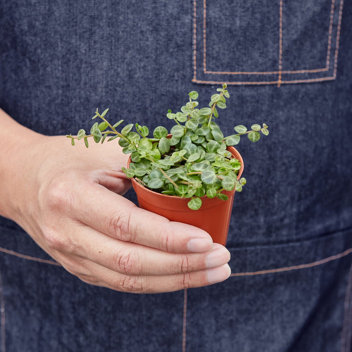 Peperomia Prostrata 'String of Turtles' - BetterGrow Hydro