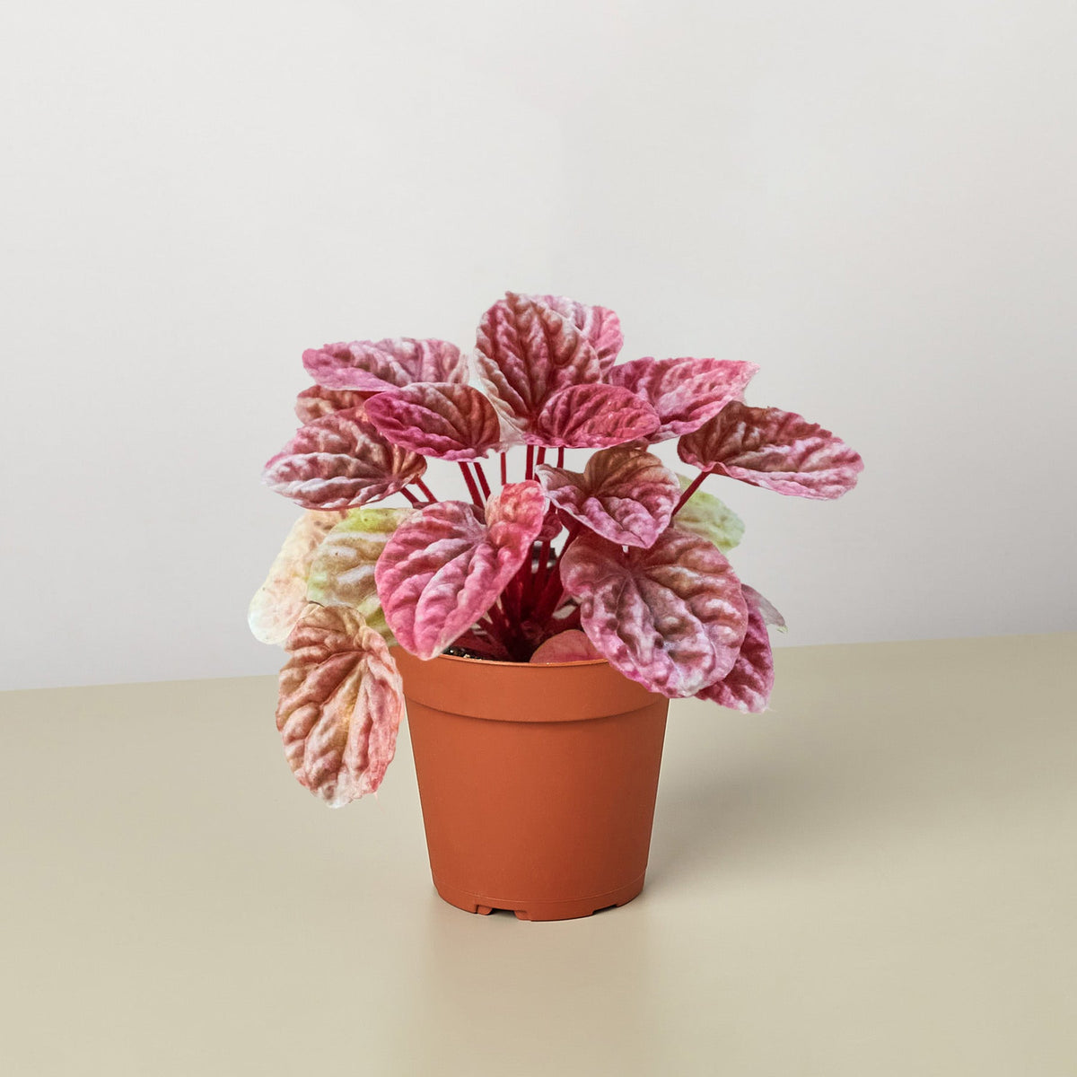 Peperomia 'Quito' - BetterGrow Hydro