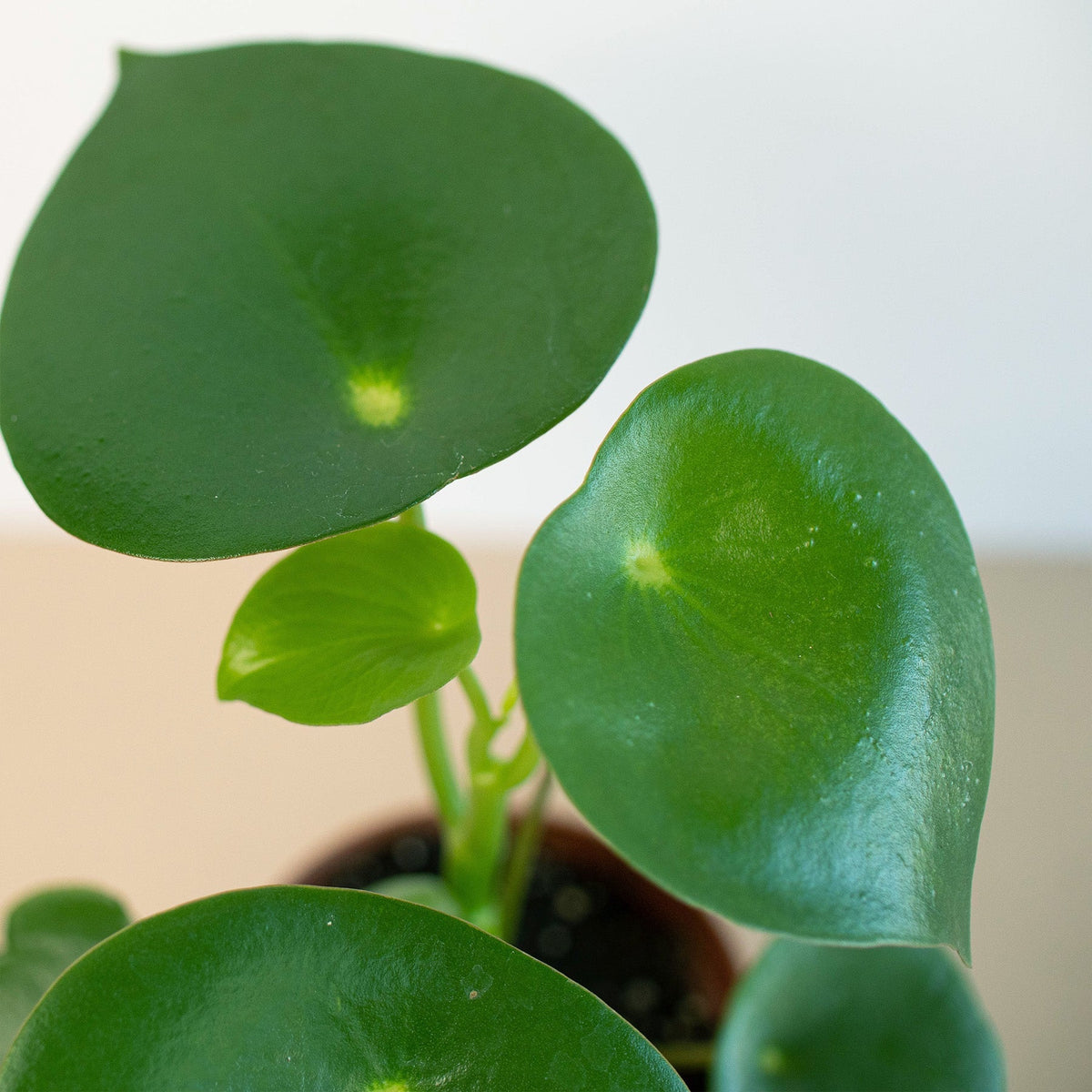 Peperomia 'Raindrop' - BetterGrow Hydro