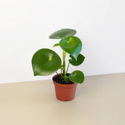Peperomia 'Raindrop' - BetterGrow Hydro
