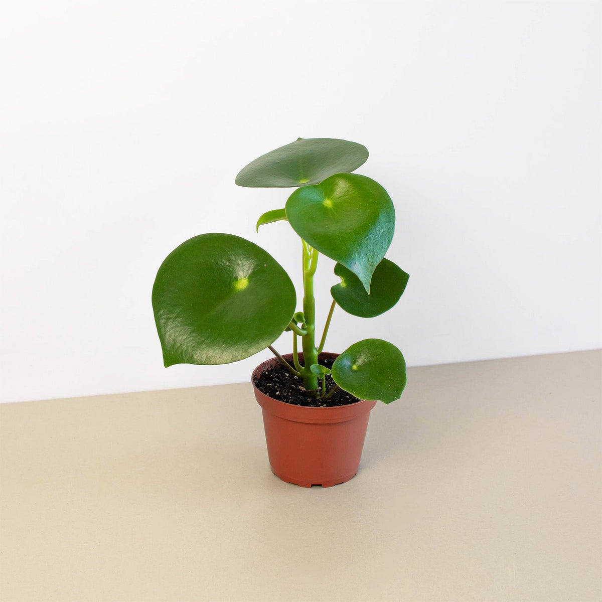 Peperomia 'Raindrop' - BetterGrow Hydro