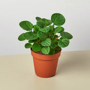 Peperomia 'Rana Verde' - BetterGrow Hydro