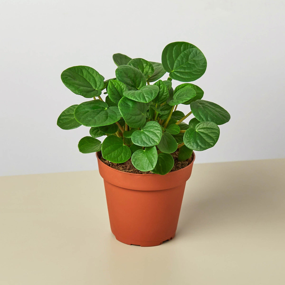 Peperomia 'Rana Verde' - BetterGrow Hydro