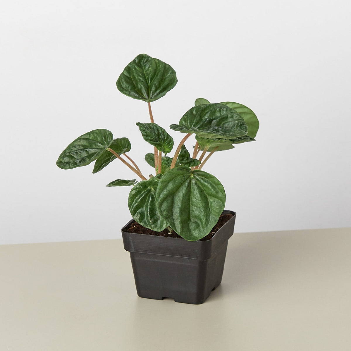 Peperomia 'Ripple' - BetterGrow Hydro
