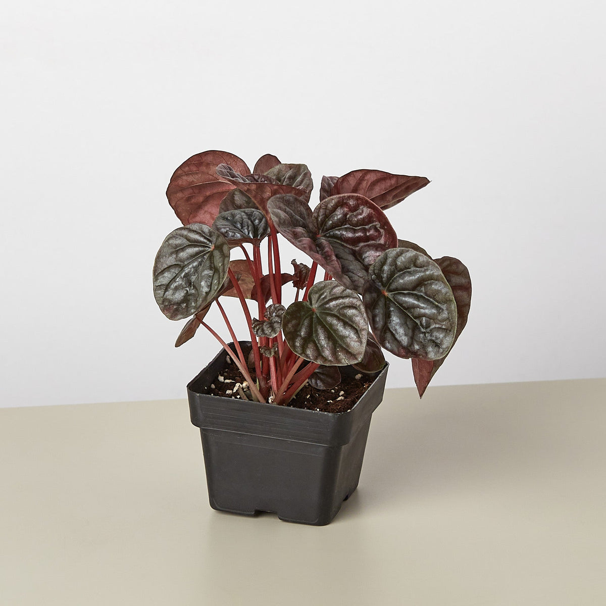 Peperomia 'Ripple Red' - BetterGrow Hydro
