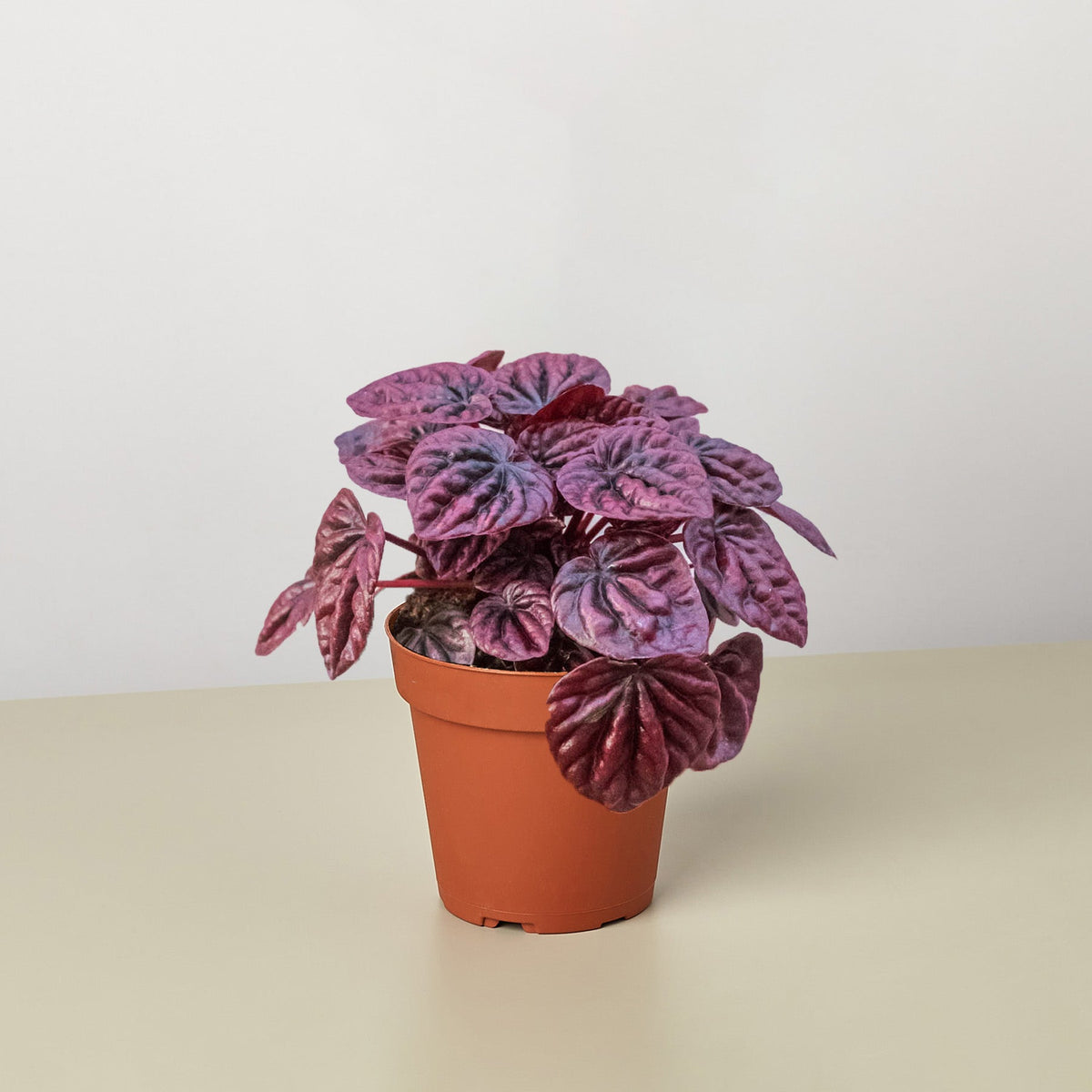 Peperomia 'Ripple Red' - BetterGrow Hydro