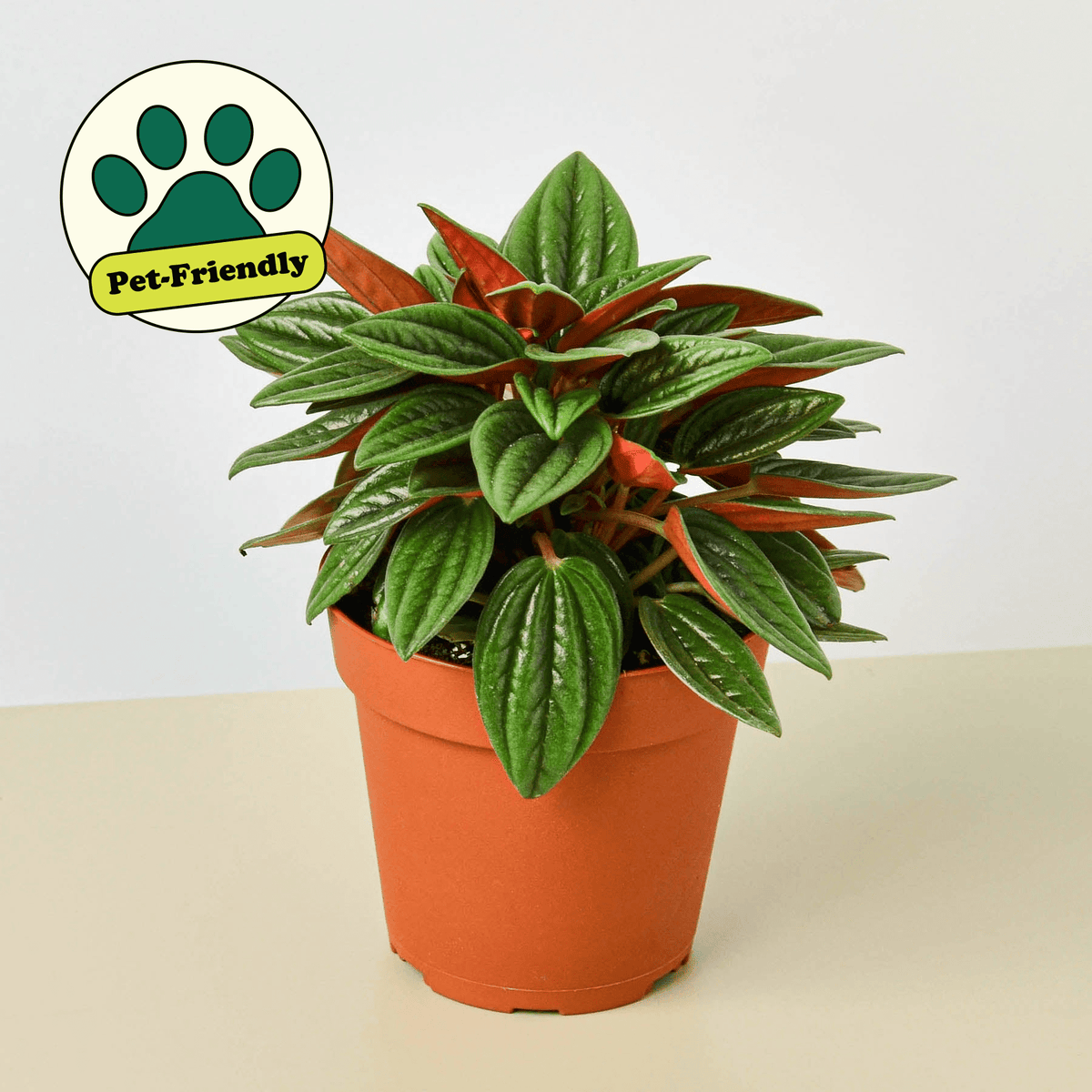 Peperomia 'Rosso' - BetterGrow Hydro