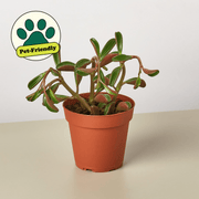 Peperomia 'Ruby Glow' - BetterGrow Hydro