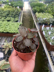 Peperomia 'Rugosa' - BetterGrow Hydro