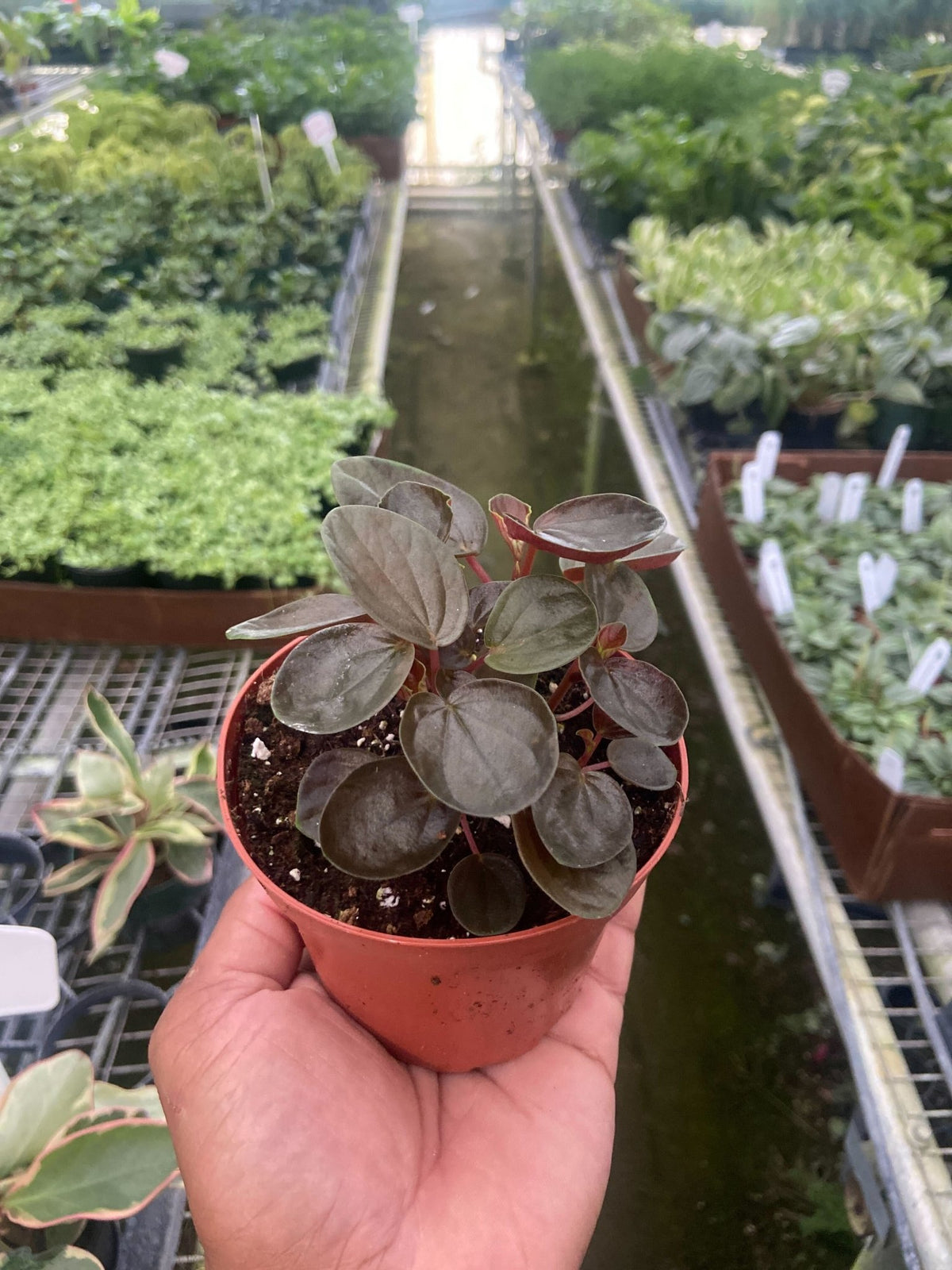 Peperomia 'Rugosa' - BetterGrow Hydro