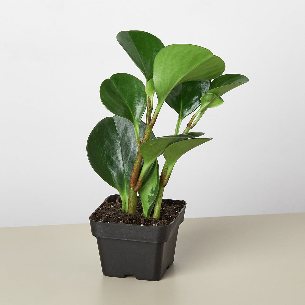 Peperomia Thailand - BetterGrow Hydro